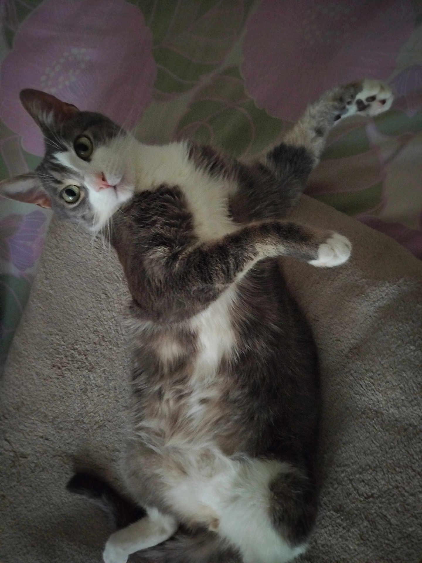 Atom participe au concours pour gagner de l'argent avec cette photo : cat, pet, feline, lying_down, playful, indoor, fur, whiskers, paws, curious, animal, mammal, relaxed, cute, tabby, white_fur, gray_fur, close_up, looking_up, resting
