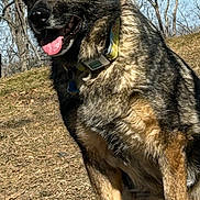 Jazz is registered to the contest to win money with this photo: dog, german_shepherd, pet, red_ball, tongue_out, collar, tag, paws, fur, snout, sitting, outdoor, park, grass, trees, shadow, sunny, portrait, playful, toy