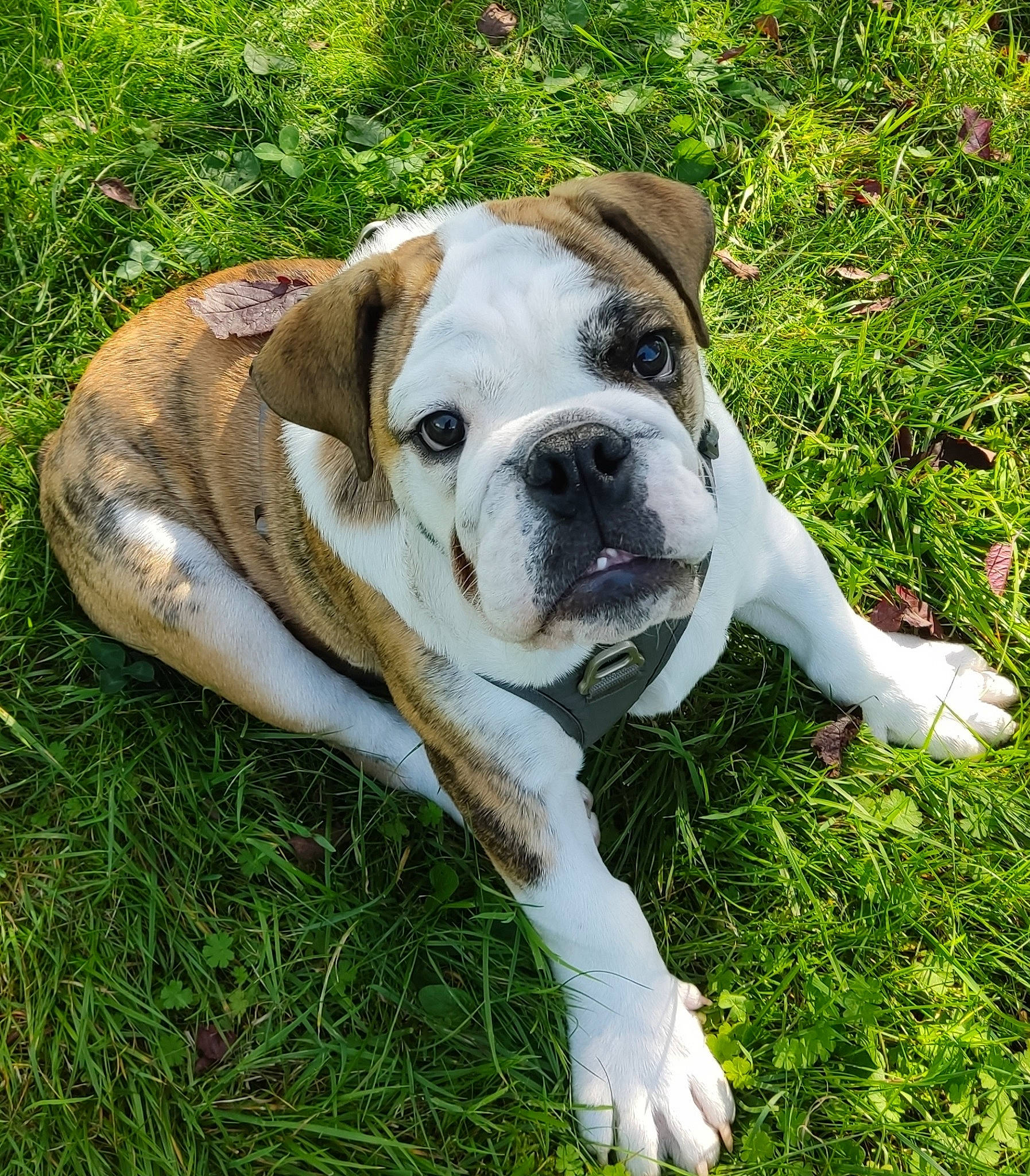 Drax a rejoint le concours — aidez-le/la à gagner de superbes lots ! bulldog, canidae, carnivore, companion_dog, dog, dog_breed, dog_collar, fawn, grass, groundcover, non_sporting_group, old_english_bulldog, plant, puppy, snout, sporting_group, terrestrial_animal, toy_dog, working_animal, wrinkle