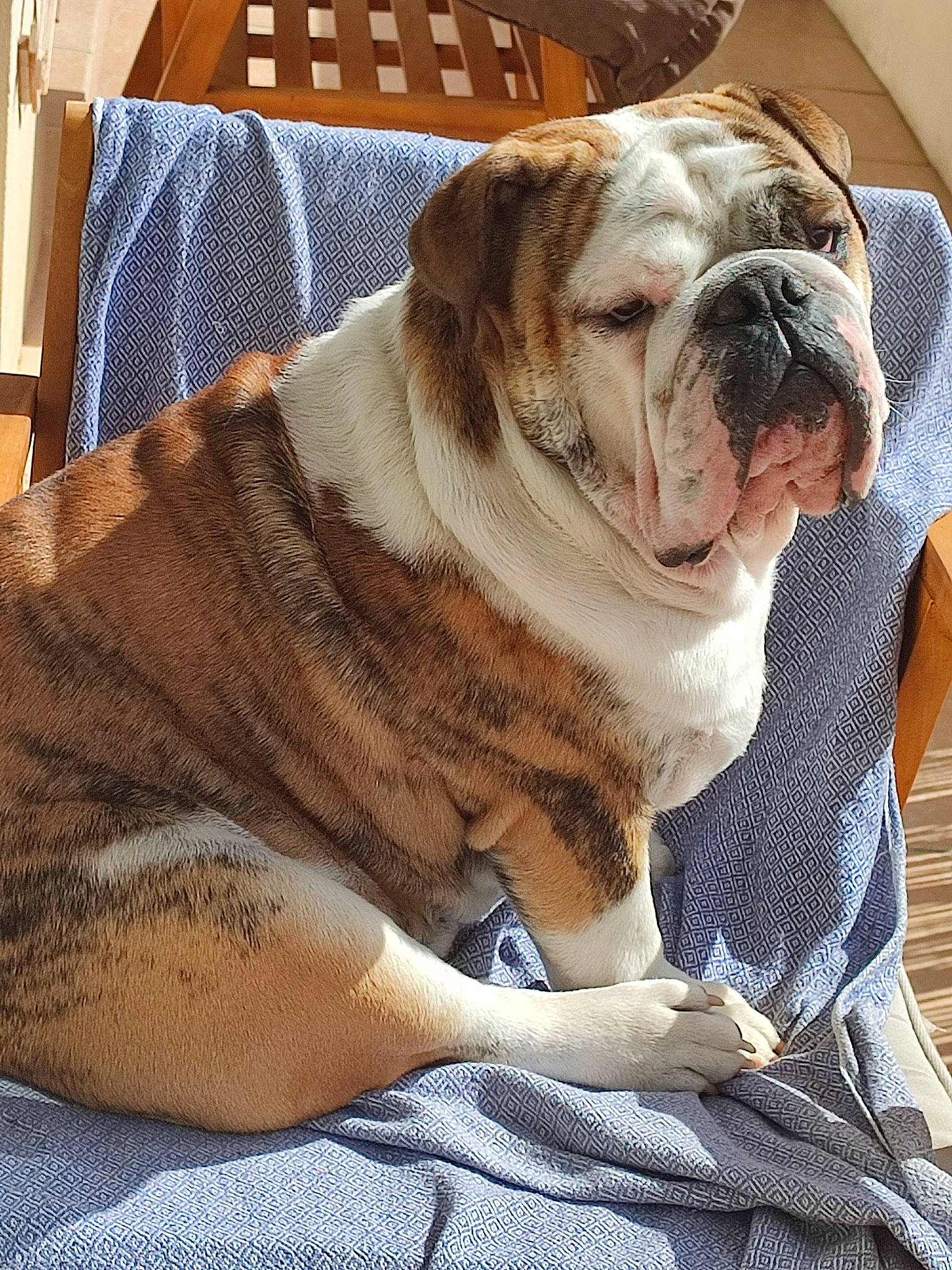 Drax participe au concours pour gagner de l'argent avec cette photo : bulldog, canidae, carnivore, collar, comfort, companion_dog, dog, dog_breed, dog_collar, fawn, fur, home_accessories, linens, rectangle, sporting_group, terrestrial_animal, white_english_bulldog, wood, working_animal, wrinkle