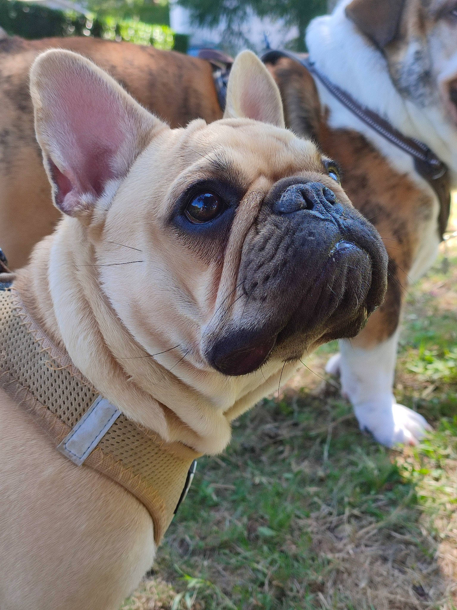 Rocket a rejoint le concours — aidez-le/la à gagner de superbes lots ! bulldog, canidae, carnivore, collar, companion_dog, dog, dog_breed, dog_collar, ear, fawn, grass, molosser, plant, snout, sporting_group, terrestrial_animal, toy_dog, whiskers, working_animal, wrinkle
