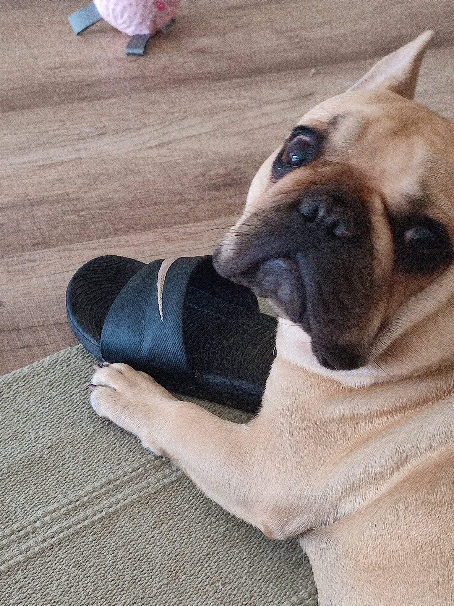 Rocket a rejoint le concours — aidez-le/la à gagner de superbes lots ! canidae, carnivore, comfort, companion_dog, dog, dog_breed, dog_collar, dog_supply, fawn, flooring, foot, human_leg, knee, pug, snout, sporting_group, thigh, toy_dog, working_animal, wrinkle