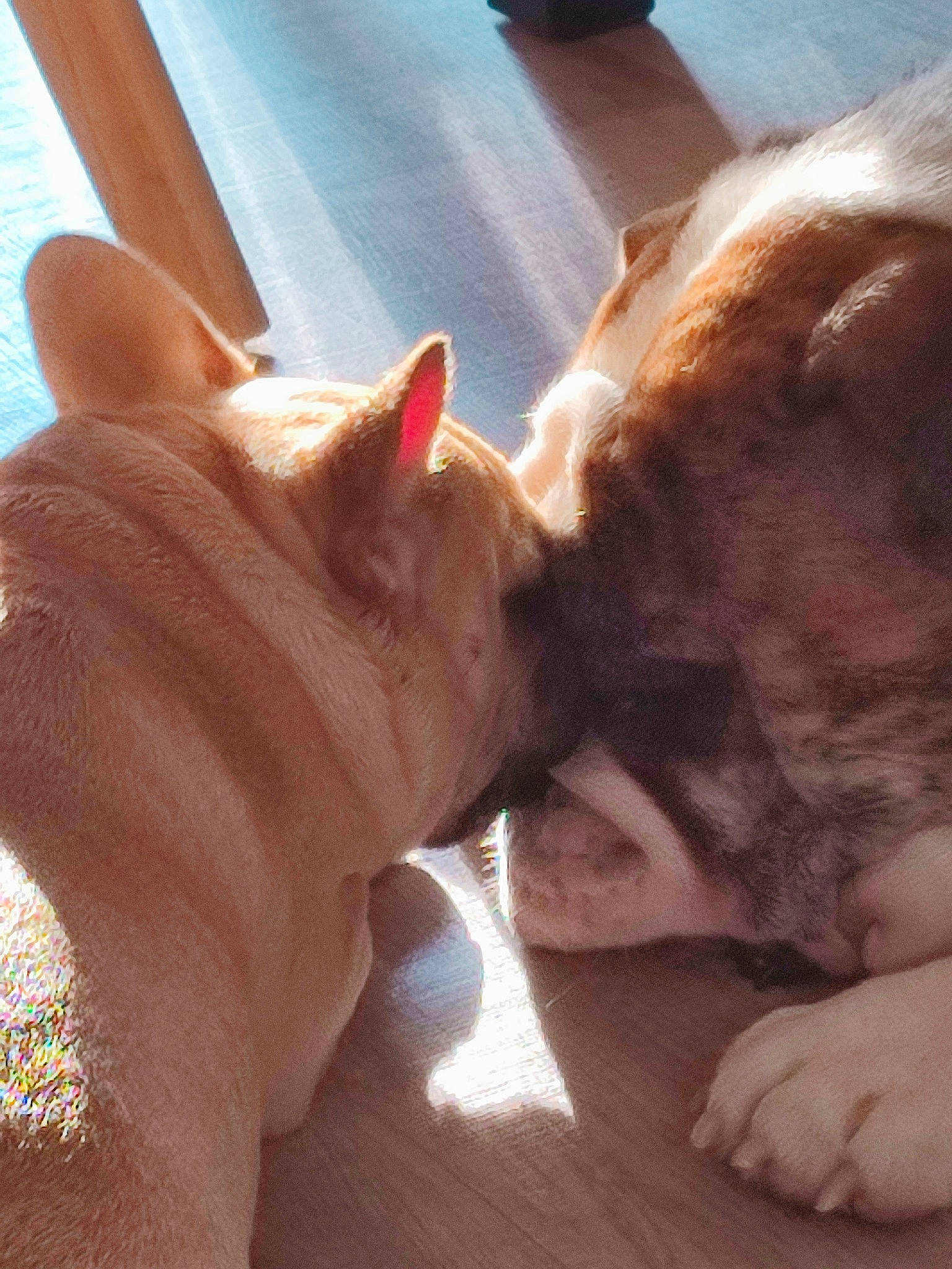 Rocket a rejoint le concours — aidez-le/la à gagner de superbes lots ! carnivore, comfort, companion_dog, dog, dog_breed, ear, fawn, felidae, finger, gesture, hand, human_leg, nail, nose, small_to_medium_sized_cats, snout, sporting_group, thumb, whiskers, wrinkle