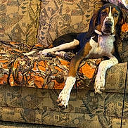 Aaron joined the competition — help win amazing prizes! animal, black, blanket, brown, canine, comfort, couch, cozy, dog, fur, furniture, household, indoor, living_room, patterned, paw, pet, relaxed, resting, white