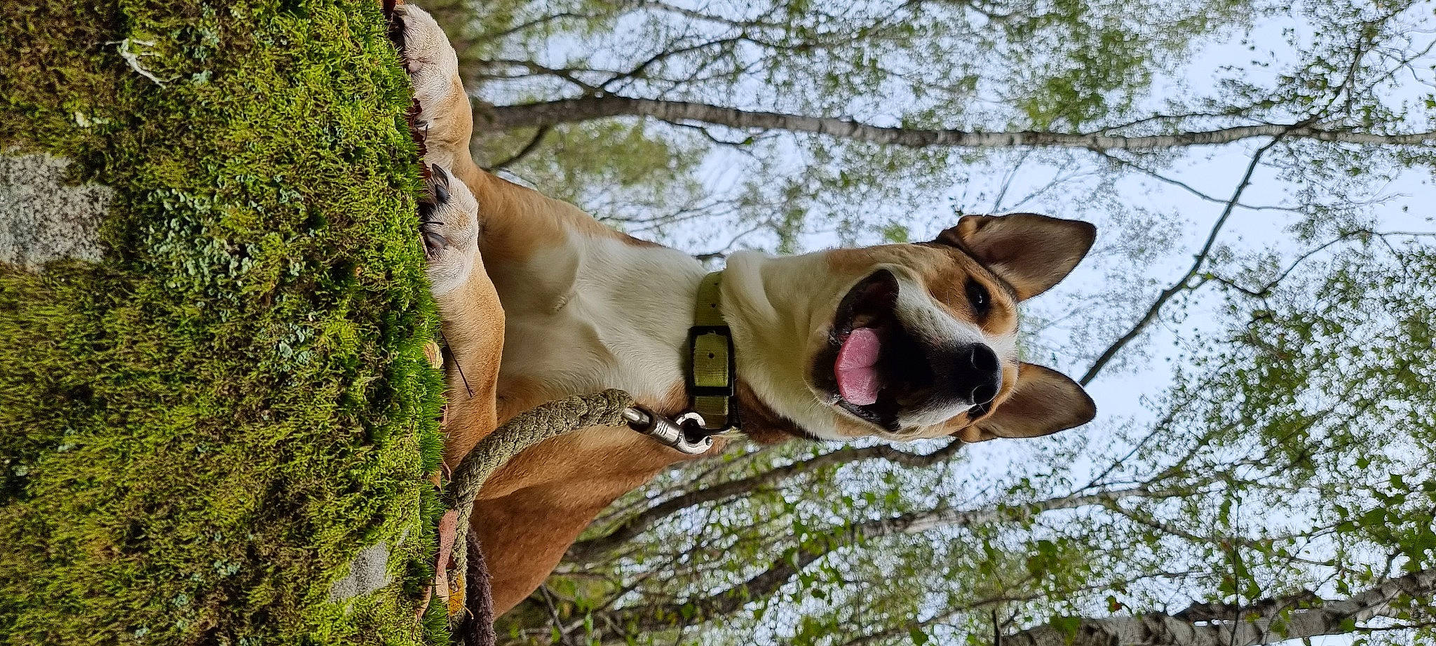 Lovely a rejoint le concours — aidez-le/la à gagner de superbes lots ! adventure, carnivore, collar, companion_dog, dog, dog_breed, dog_collar, dog_hiking, fawn, guard_dog, leash, plant, sky, sporting_group, sunglasses, tree, trunk, wildlife, wood, working_dog