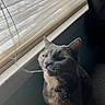 Grayson is registered to the contest to win money with this photo: animal, blinds, candid, cat, collar, curtain, domestic, ear, face, feline, indoor, light, mouth, pet, shadow, string, tag, wall, whiskers, window