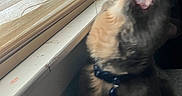Grayson is registered to the contest to win money with this photo: animal, blinds, blurred, cat, closeup, collar, domestic_animal, feline, fur, house, indoor, light, mouth, pet, shadow, tag, teeth, whiskers, window, yawning
