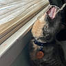 cat, animal, pet, collar, tag, window, blinds, indoor, fur, mouth, teeth, yawning, blurred, closeup, feline, domestic_animal, house, light, shadow, whiskers