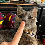 Grayson joined the competition — help win amazing prizes! boop, cat, close_up, collar, cozy, cute, desk, domestic, finger, furniture, gray_cat, human_hand, indoor, lightning_bolt_pattern, monitor, nose, pajamas, pet, relaxed, whiskers