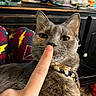cat, gray_cat, finger, nose, boop, collar, pet, indoor, pajamas, lightning_bolt_pattern, human_hand, furniture, desk, monitor, cozy, whiskers, close_up, relaxed, domestic, cute