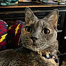 Grayson is registered to the contest to win money with this photo: cat, close_up, collar, computer_monitor, cozy, curious, desk, domestic_animal, fur, furniture, gray_cat, indoor, lightning_bolt_pattern, pajamas, person_lap, pet, portrait, relaxed, whiskers, yellow_eyes