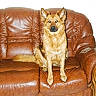 dog, leather_couch, brown, pet, indoor, furniture, canine, sitting, attention, fur, ears, tail, seat, home, domestic_animal, animal, portrait, companion, relaxed, looking