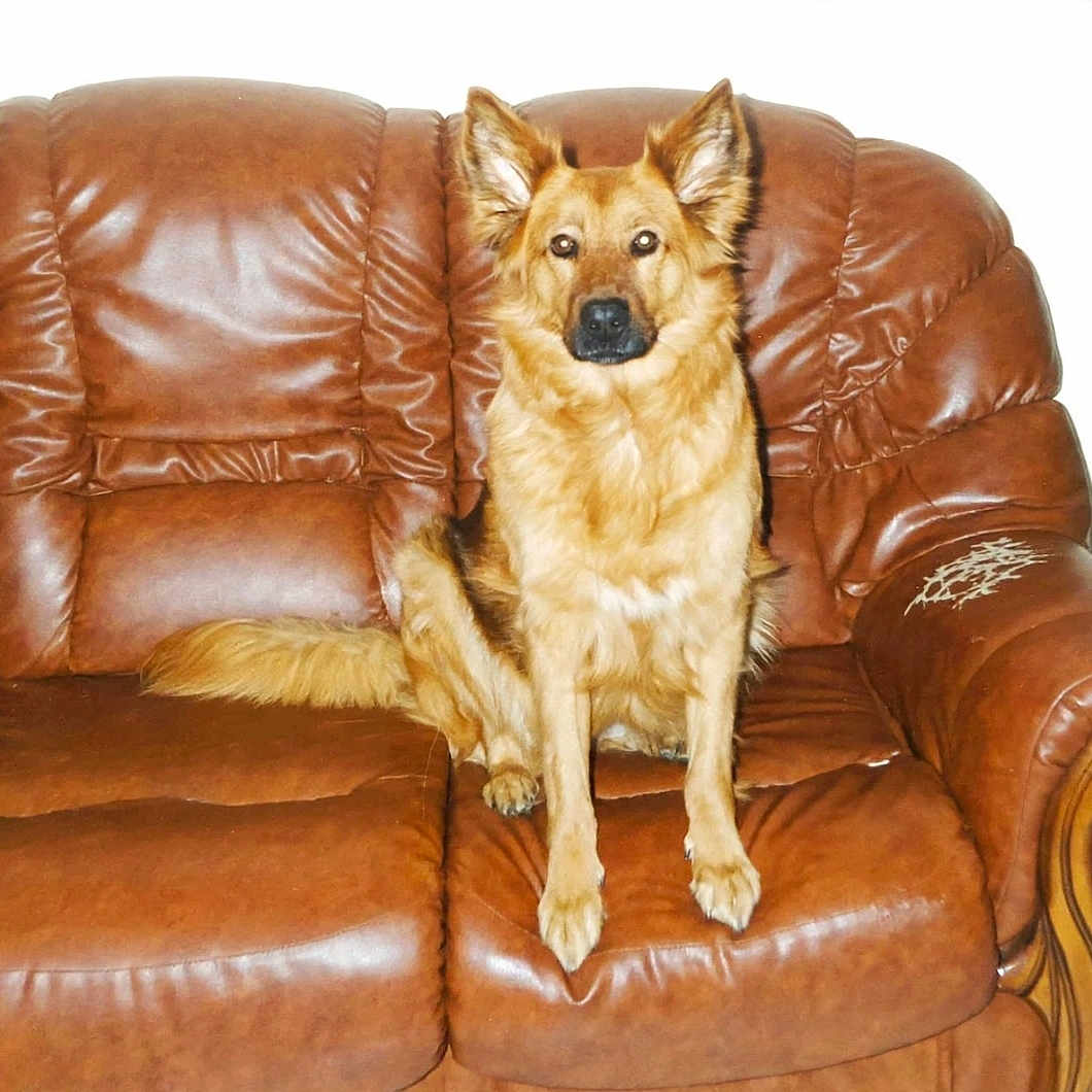 Buffy a rejoint le concours — aidez-le/la à gagner de superbes lots ! dog, leather_couch, brown, pet, indoor, furniture, canine, sitting, attention, fur, ears, tail, seat, home, domestic_animal, animal, portrait, companion, relaxed, looking