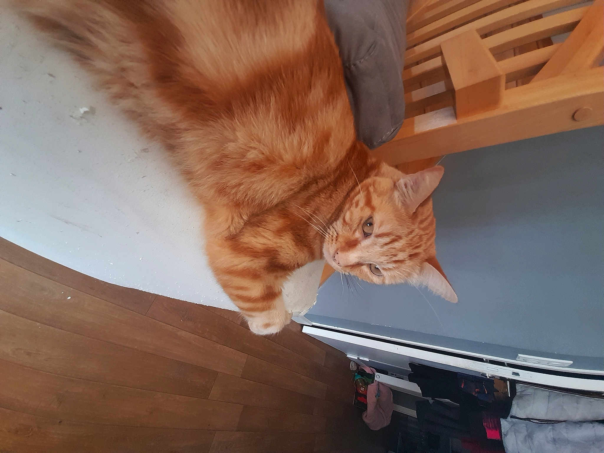 Jet