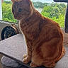 cat, orange_tabby, cat_tree, window, indoor, pet, feline, animal, sitting, gray, fur, looking_outside, daylight, greenery, cloudy_sky, home, domestic_cat, whiskers, ears, tail