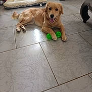 Maya participe au concours pour gagner de l'argent avec cette photo : animal, dog, dog_bed, domestic_animal, floor, fur, golden_retriever, green_toy, happy, house, indoor, laying_down, looking_at_camera, mouth_open, paw, pet, playful, smiling, tiled_floor, toy