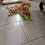 animal, dog, dog_bed, domestic_animal, floor, fur, golden_retriever, green_toy, happy, house, indoor, laying_down, looking_at_camera, mouth_open, paw, pet, playful, smiling, tiled_floor, toy