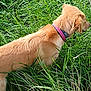 Maya a rejoint le concours — aidez-le/la à gagner de superbes lots ! dog, golden_retriever, grass, outdoor, nature, pet, collar, animal, side_view, greenery, fur, canine, field, summer, daylight, mammal, watching, alert, closeup, portrait