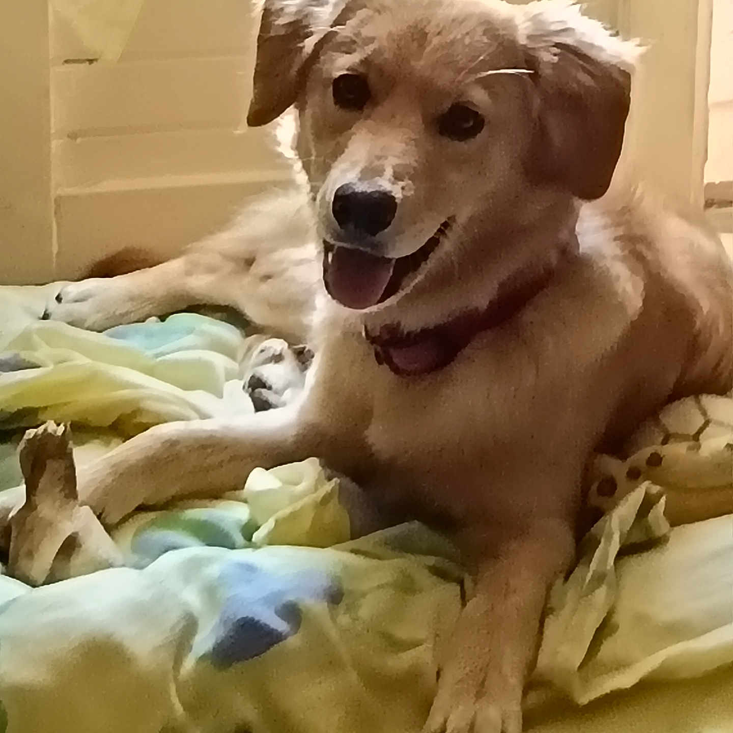 Maya a rejoint le concours — aidez-le/la à gagner de superbes lots ! animal, blanket, bone, brown_fur, canine, collar, companion, cute, dog, domestic_animal, fur, happy, indoor, mammal, paw, pet, relaxed, resting, smiling, tongue_out