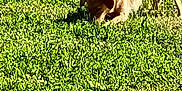 Maya a rejoint le concours — aidez-le/la à gagner de superbes lots ! dog, grass, outdoor, sunny, canine, sniffing, golden_fur, fire_hydrant, pavement, pet, nature, animal, daylight, greenery, mammal, playful, side_view, leisure, lawn, domestic