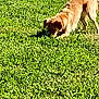 dog, grass, outdoor, sunny, canine, sniffing, golden_fur, fire_hydrant, pavement, pet, nature, animal, daylight, greenery, mammal, playful, side_view, leisure, lawn, domestic