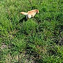 dog, golden_retriever, grass, field, outdoor, nature, greenery, sunlight, collar, animal, pet, canine, daylight, flora, sniffing, walking, wild_plants, summer, curious, back_view