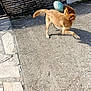 Maya a rejoint le concours — aidez-le/la à gagner de superbes lots ! dog, golden_brown, ball, playful, outdoor, concrete, patio, stone_wall, sunny, motion, pet, animal, collar, shadow, daylight, fence, grass, garden, active, fun