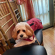 Biscuit joined the competition — help win amazing prizes! dog, pet, chair, coat, indoor, curtains, window, floor, wood_floor, furniture, leash, golden_chair, black_chair, cute, fluffy, small_dog, seated, looking, domestic_animal, cozy