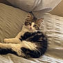 animal, bed, cat, comfort, cozy, cute, feline, fluffy, indoor, kitten, looking, pet, pillow, relaxed, resting, small, tabby, texture, white_fur, young