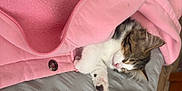 Bubbles Wise is registered to the contest to win money with this photo: animal, bed, blanket, cat, comfort, cozy, cute, feline, fur, indoor, kitten, nap, paw, pet, pink_jacket, resting, sleeping, soft, texture, warm