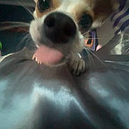 Daisy is registered to the contest to win money with this photo: dog, close_up, tongue_out, pet, indoor, cute, animal, playful, nose, fur, whiskers, paws, curious, blurry, cozy, domestic, friendly, canine, face, expressive