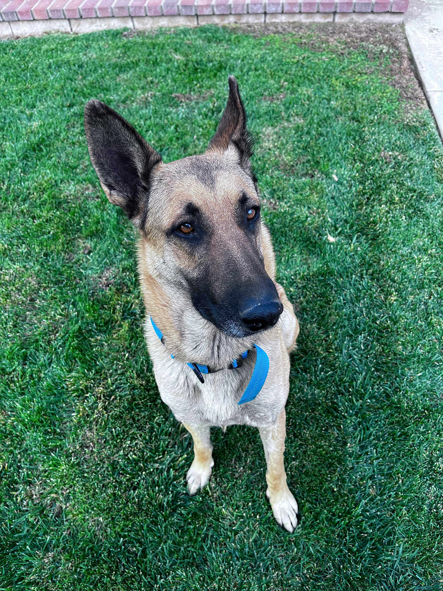 Archer joined the competition — help win amazing prizes! dog, german_shepherd, outdoor, grass, collar, pet, animal, canine, brown_fur, black_fur, ears, alert, sitting, nature, daytime, portrait, cute, friendly, domestic_animal, loyal
