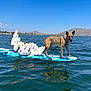 Archer is registered to the contest to win money with this photo: dog, paddleboard, water, lake, mountains, sky, outdoor, animal, standing, reflection, nature, recreation, summer, blue, leash, person, sport, adventure, sunny, calm