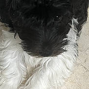 Pepper joined the competition — help win amazing prizes! adorable, animal, black_fur, canine, close_up, companion, curious, curly_fur, cute, dog, floor, fur, indoor, looking_up, lying_down, paws, pet, small_dog, tile, white_fur