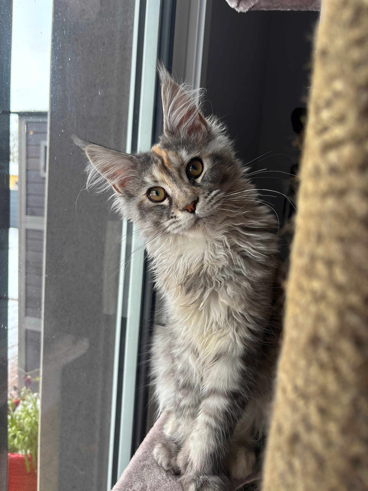Azélie a rejoint le concours — aidez-le/la à gagner de superbes lots ! cat, kitten, long_haired_cat, fluffy, whiskers, ears, golden_eyes, gray_fur, tabby_pattern, window, indoor, pet, curious, portrait, closeup, soft_light, paws, cat_tree, plant_outside, fur_texture