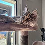 Azélie participe au concours pour gagner de l'argent avec cette photo : cat, kitten, pet, cat_tree, window, indoor, fur, whiskers, pointy_ears, golden_eyes, relaxed, curious, sunlight, close_up, portrait, perch, soft_texture, home, paws, furniture