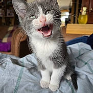 Mowgli is registered to the contest to win money with this photo: animal, bedspread, cat, cozy, cute, domestic, ears, feline, fur, gray_and_white, home, indoor, kitten, open_mouth, pet, sitting, small, teeth, whiskers, young