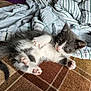 Mowgli joined the competition — help win amazing prizes! kitten, cat, gray, white, fur, paw, bed, blanket, striped, sheet, cozy, cute, pet, animal, indoor, soft, relaxed, lying_down, young, playful