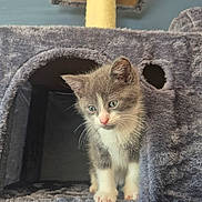 Mowgli is registered to the contest to win money with this photo: kitten, cat, gray_cat, white_cat, blue_eyes, pet, indoor, cat_condo, plush, soft_texture, curious, cute, small_pet, feline, animal, young_cat, cozy, fur, whiskers, paws