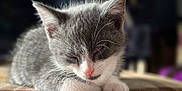 Mowgli joined the competition — help win amazing prizes! kitten, cat, sleeping, gray, white, furry, whiskers, pink_nose, close_up, resting, cozy, indoor, blanket, plaid, soft_light, cute, pet, young, animal, peaceful