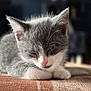 kitten, cat, sleeping, gray, white, furry, whiskers, pink_nose, close_up, resting, cozy, indoor, blanket, plaid, soft_light, cute, pet, young, animal, peaceful