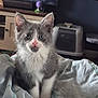 Mowgli joined the competition — help win amazing prizes! kitten, cat, gray_cat, white_fur, indoor, blanket, curious, pet, animal, feline, cute, young_cat, fur, whiskers, ears, eyes, household, litter_box, soft, cozy