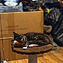 Andromeda is registered to the contest to win money with this photo: animal, cardboard_box, cat, cat_tree, cozy, cute, domestic_cat, fur, furniture, household, indoor, pet, plush_toy, relaxation, resting, sleeping, soft, tortoiseshell, toy, wood_floor