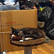 Andromeda is registered to the contest to win money with this photo: animal, cardboard_box, cat, cat_tree, cozy, cute, domestic_cat, fur, furniture, household, indoor, pet, plush_toy, relaxation, resting, sleeping, soft, tortoiseshell, toy, wood_floor