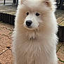 dog, samoyed, puppy, white_fur, fluffy, pet, portrait, closeup, outdoor, patio, wooden_deck, paving, nose, eyes, ears, sitting, domestic_animal, cute, fur_texture, calm