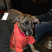 Nora is registered to the contest to win money with this photo: dog, puppy, brindle, hoodie, red_collar, couch, living_room, person_leg, smartphone, blanket, cupholder, paw, eyes, portrait, indoor, pet, domestic, fur, sitting, face