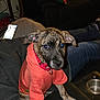 dog, puppy, brindle, hoodie, red_collar, couch, living_room, person_leg, smartphone, blanket, cupholder, paw, eyes, portrait, indoor, pet, domestic, fur, sitting, face