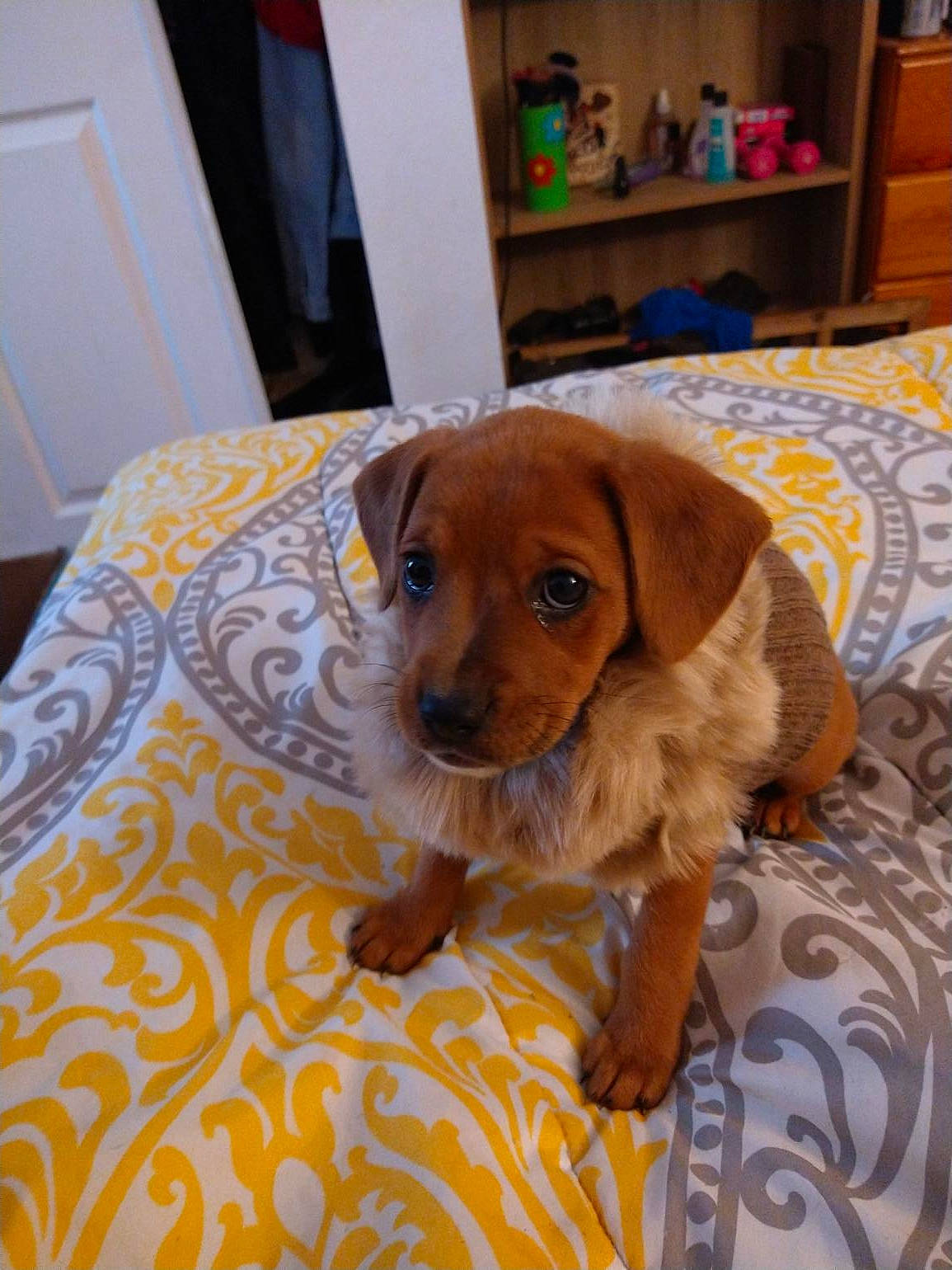 Bellamy is registered to the contest to win money with this photo: beagador, canidae, caramel_color, carnivore, companion_dog, dachshund, dog, dog_breed, fawn, mammal, puppy, rare_breed_dog, rhodesian_ridgeback, snout, vertebrate