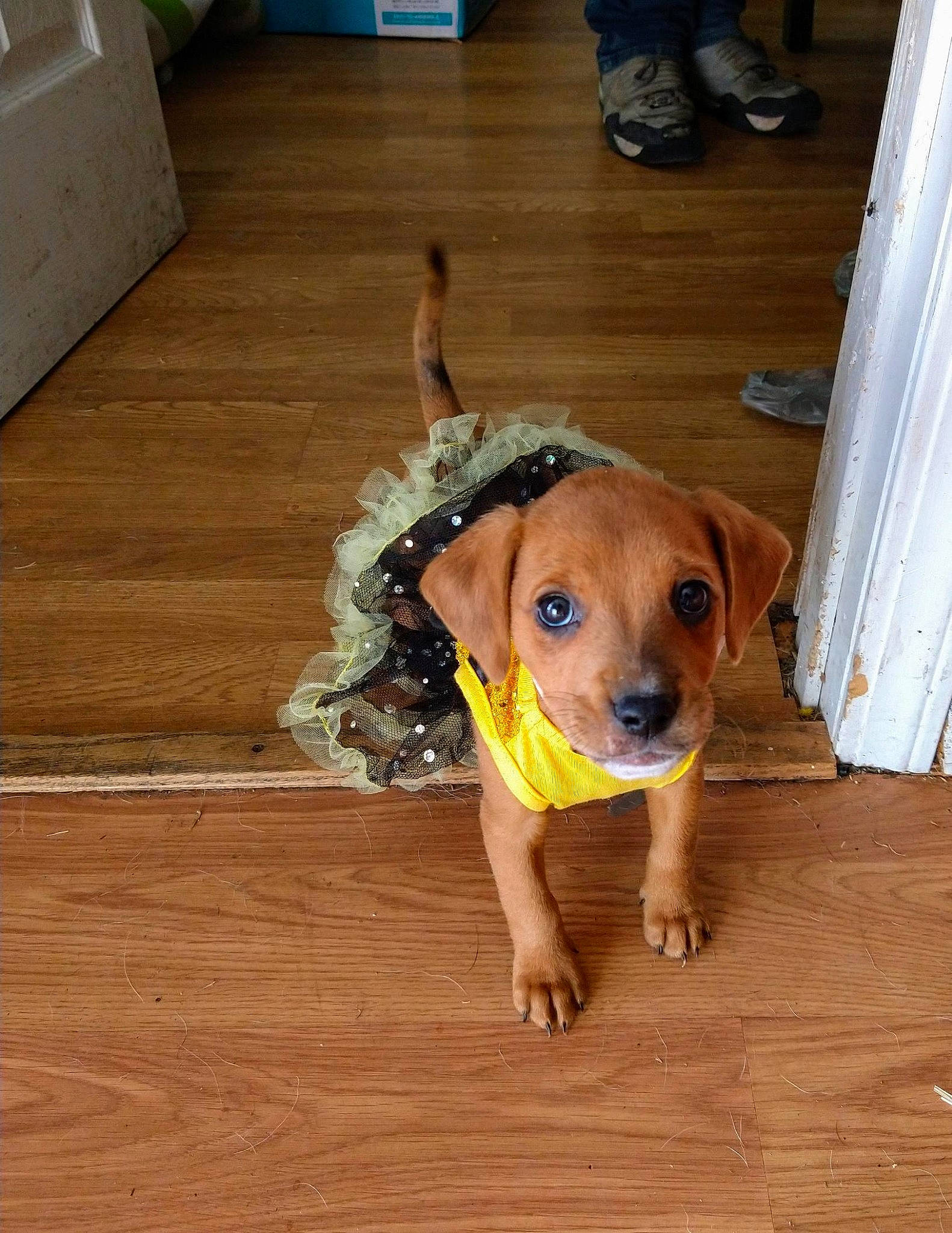 Bellamy is registered to the contest to win money with this photo: beagador, canidae, carnivore, companion_dog, dog, dog_breed, fawn, floor, flooring, hardwood, mammal, puggle, puppy, rare_breed_dog, rhodesian_ridgeback, snout, sporting_group, vertebrate, wood, wood_flooring