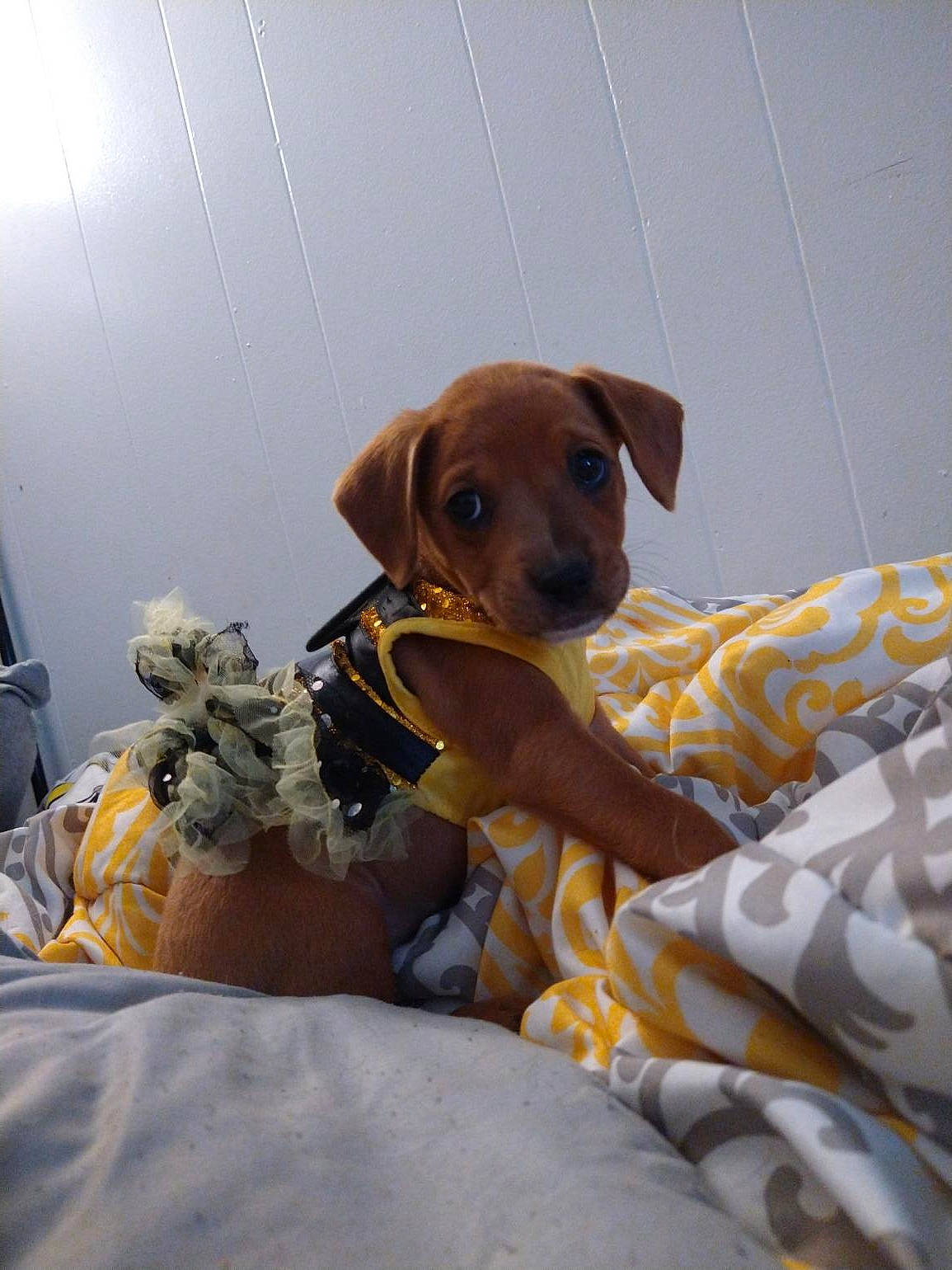 Bellamy is registered to the contest to win money with this photo: canidae, carnivore, companion_dog, dog, dog_breed, fawn, mammal, potcake_dog, puppy, snout